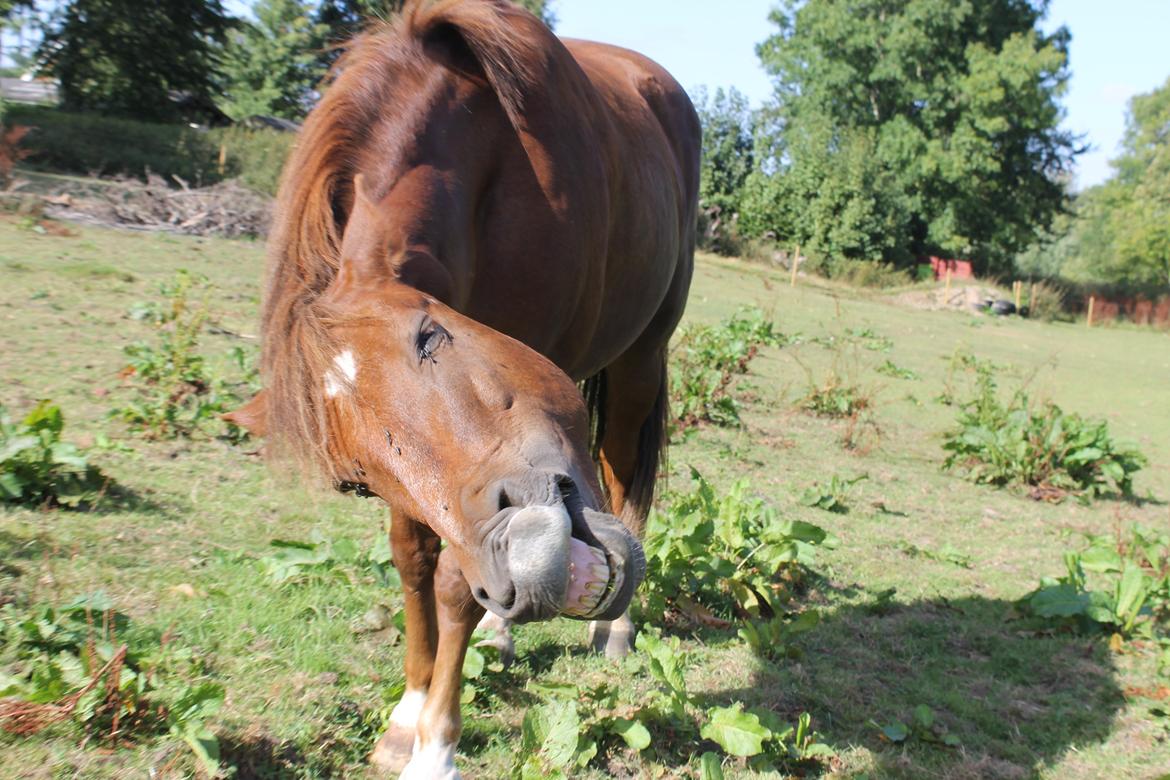 New Forest Monty af Bråskovgård billede 13