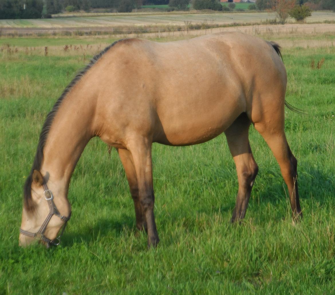 Palomino Suna's Golden Treasure billede 22