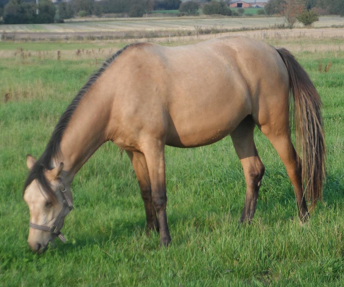 Palomino Suna's Golden Treasure billede 23