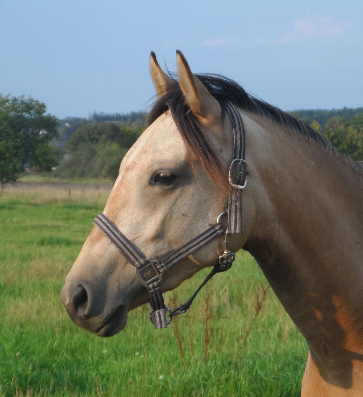 Palomino Suna's Golden Treasure - Treasure september 2013 billede 1