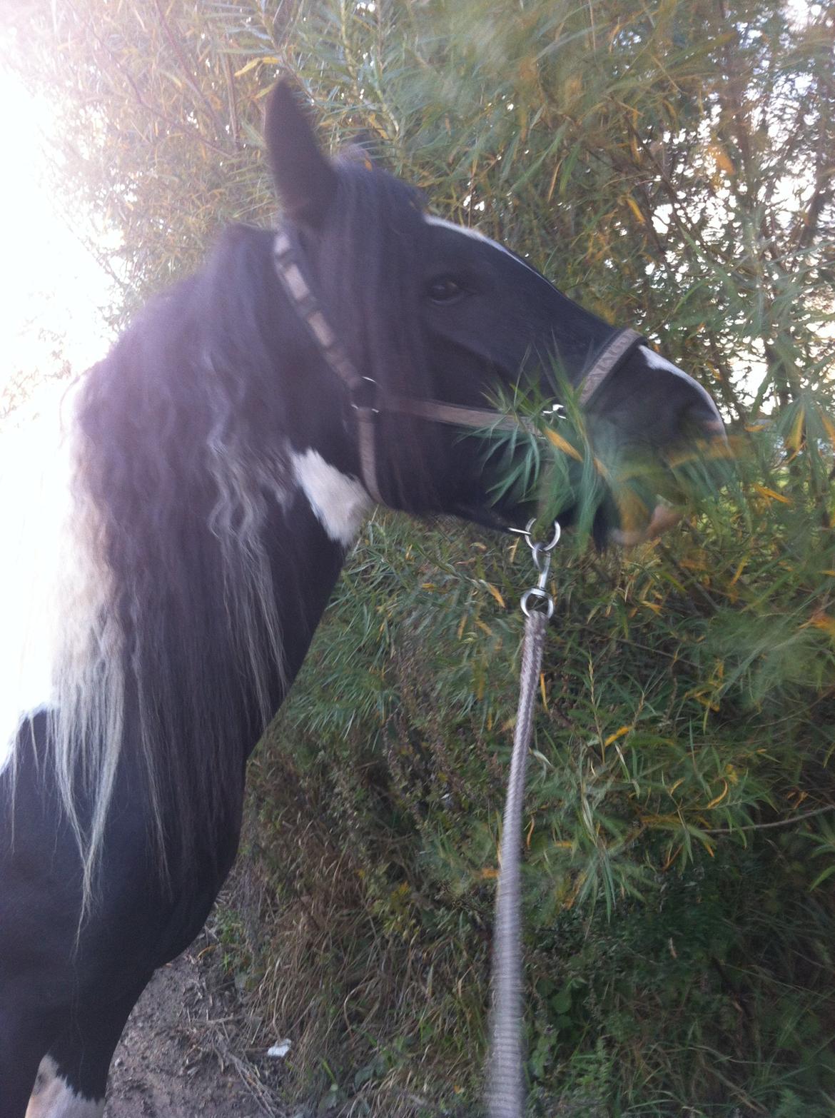 Irish Cob Irihs Swan Lord Landon billede 27