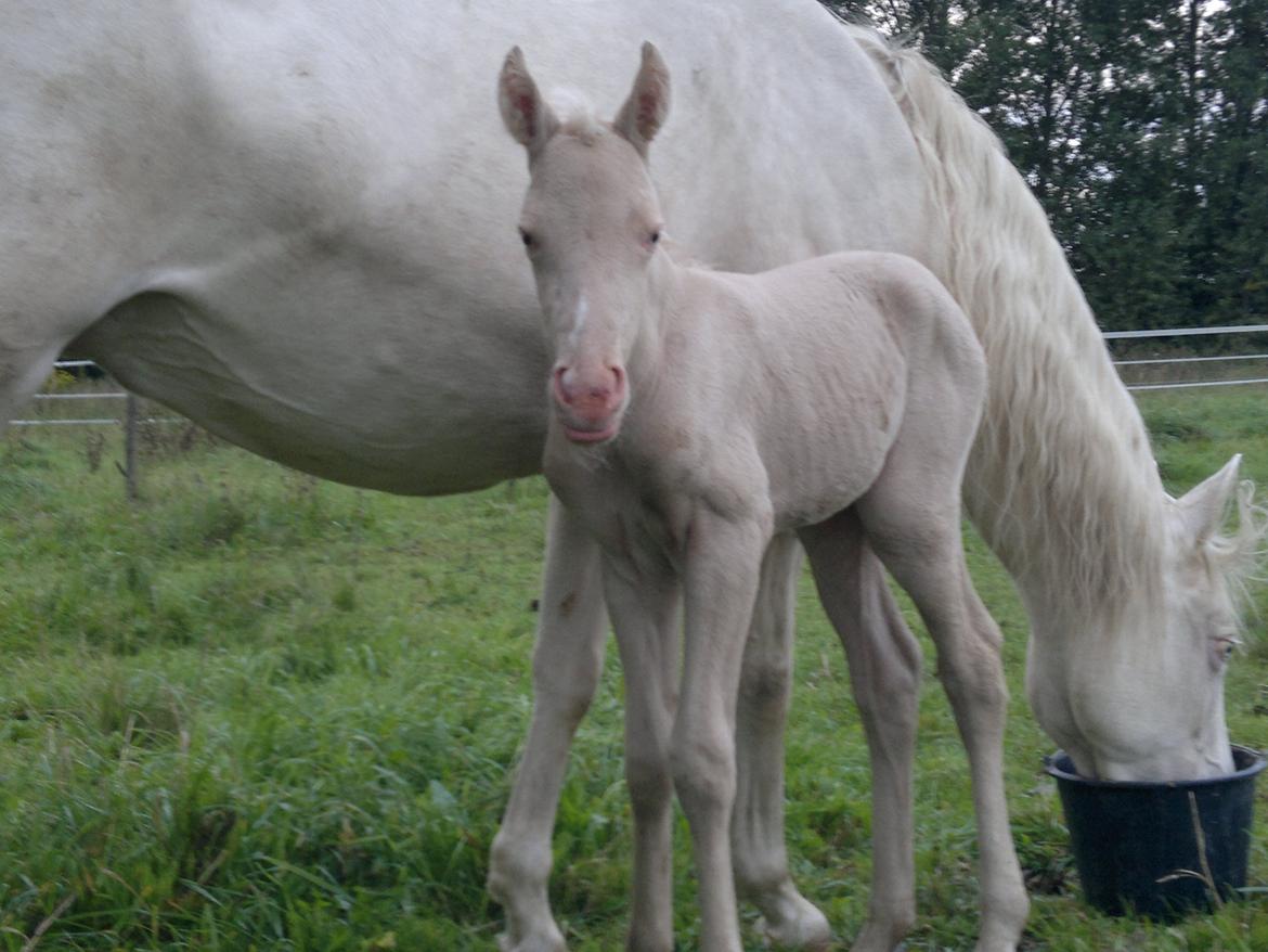 Palomino Elwood Blues - En lille snip, pynter altid! billede 1