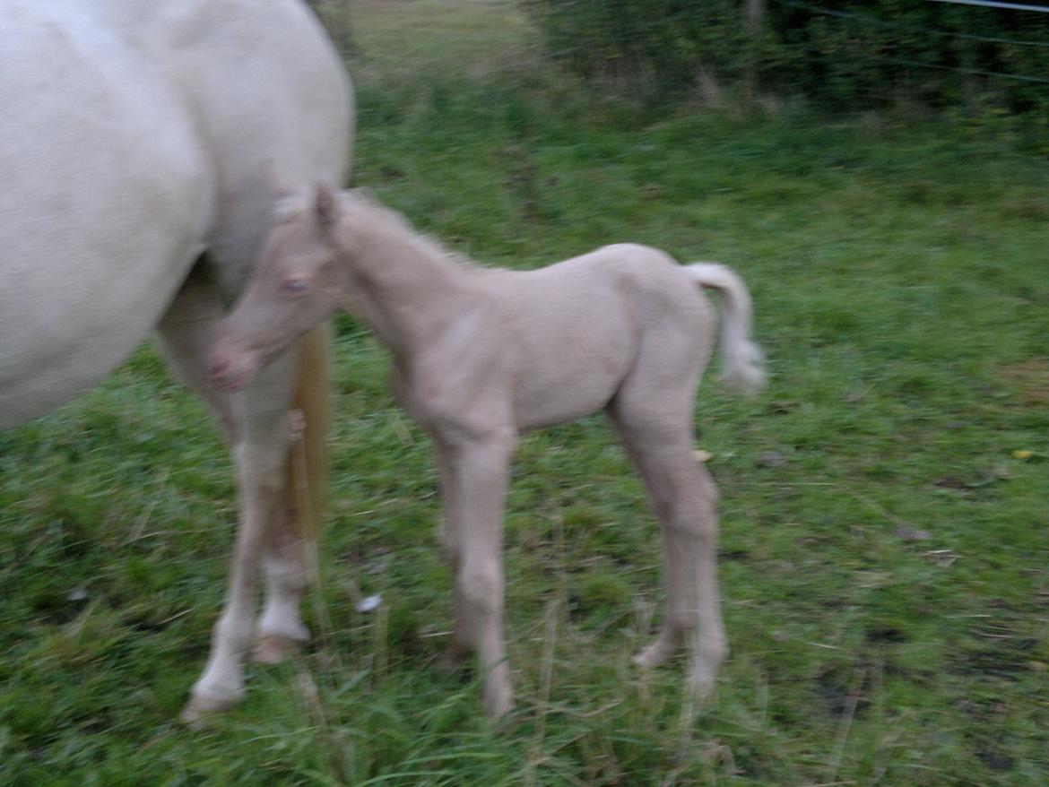 Palomino Elwood Blues - mørk creme farvet og store blå øjne! billede 2