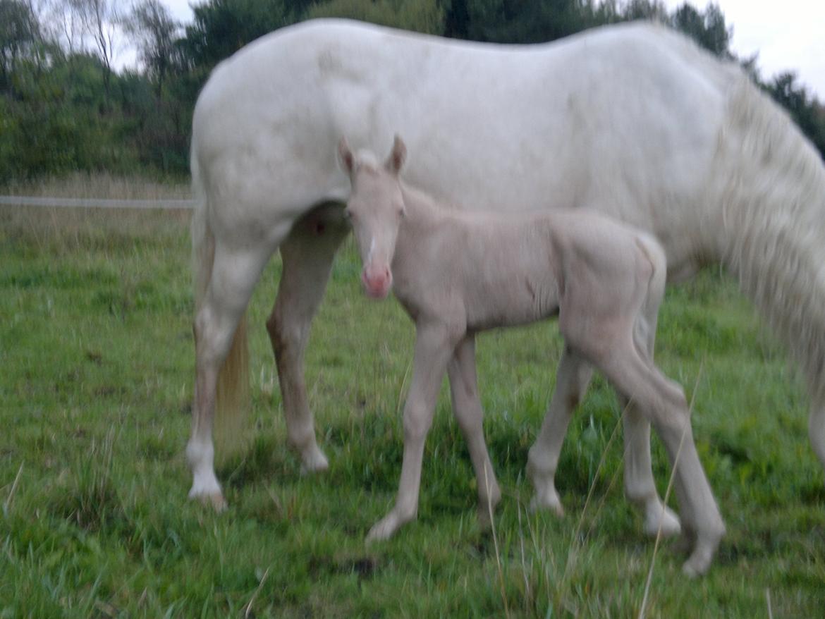 Palomino Elwood Blues - Hej Verden! Her er jeg! :O) billede 3