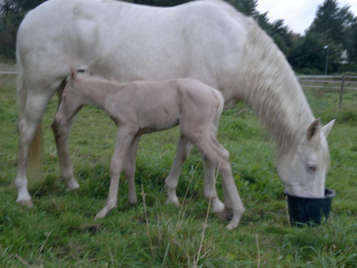 Palomino Elwood Blues - lidt søvnig nu. billede 4