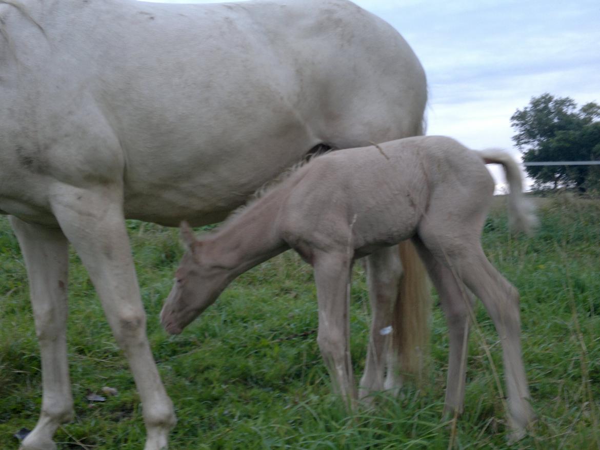 Palomino Elwood Blues - Sejt! En bro! billede 5