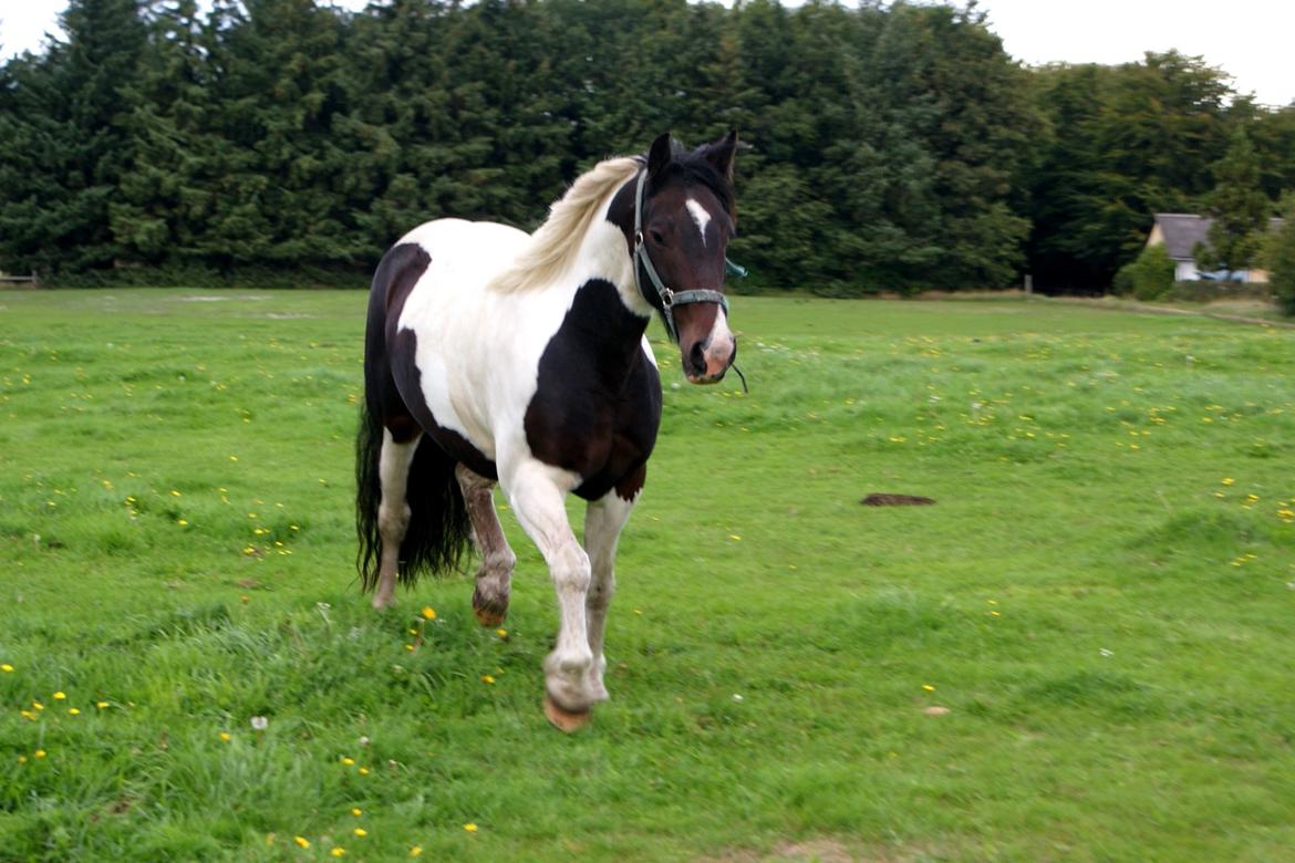 Anden særlig race Thor - Pæne hest! billede 8