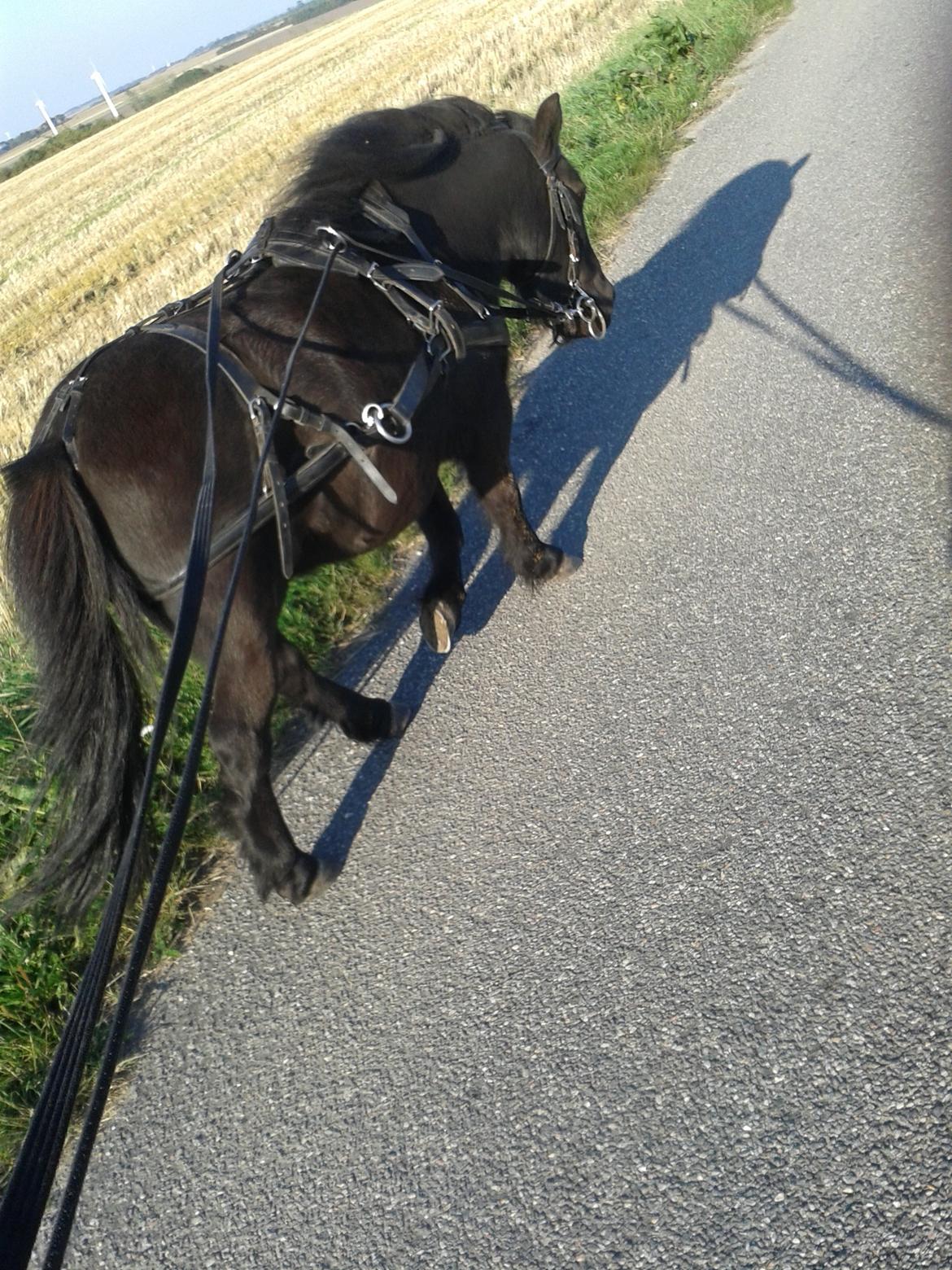 Shetlænder Robin<3 billede 20