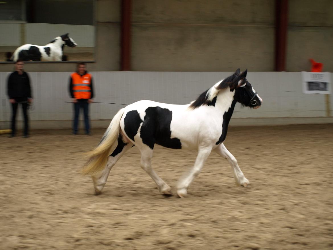 Tinker Egely's Nala billede 8