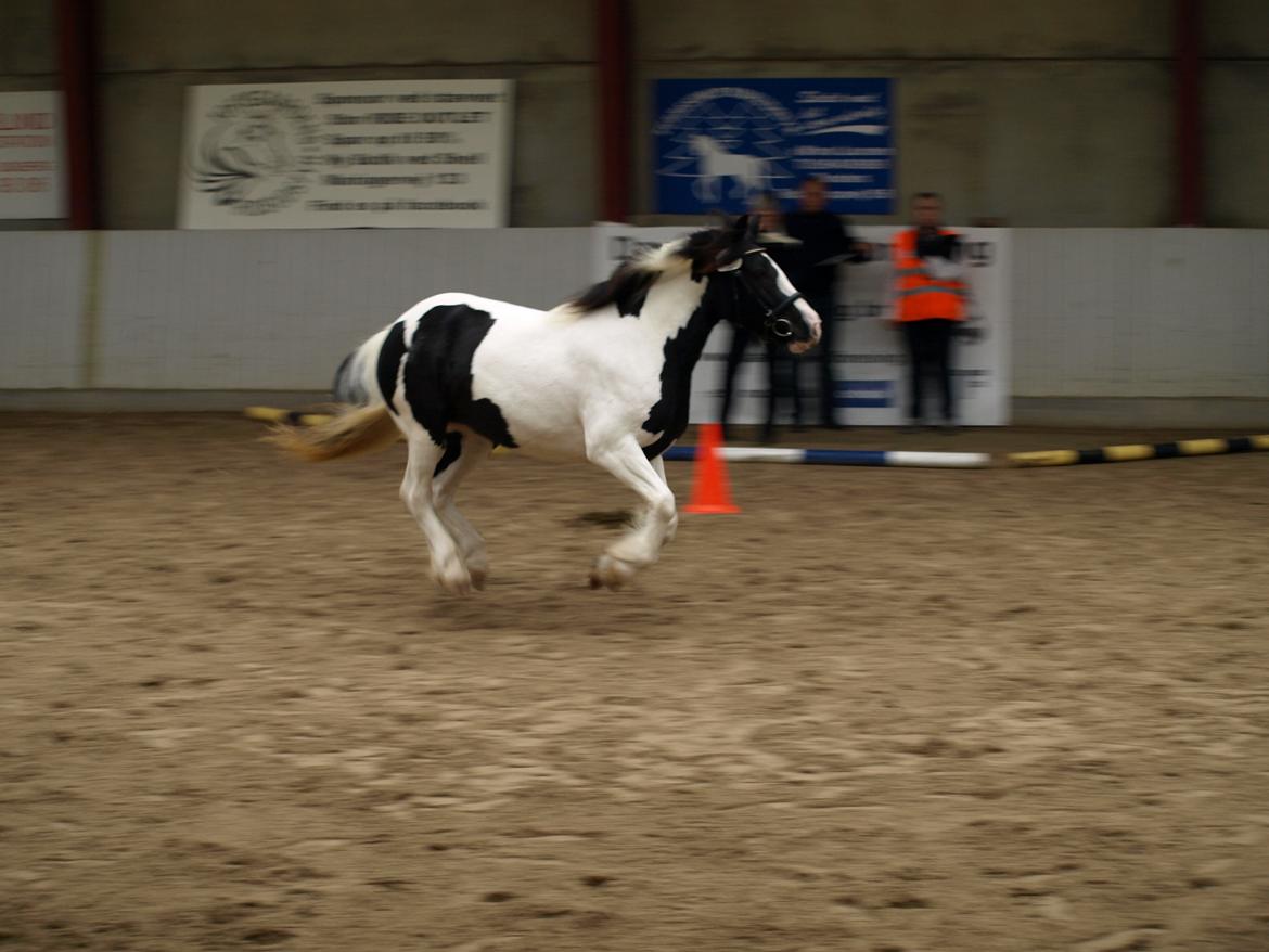 Tinker Egely's Nala billede 11