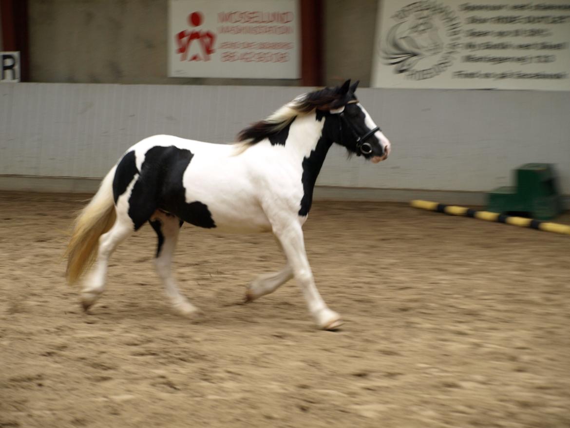 Tinker Egely's Nala billede 2