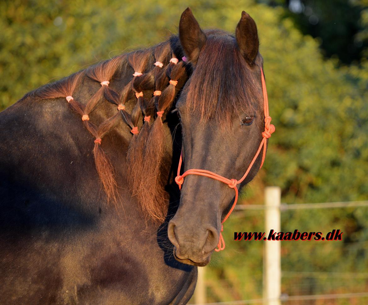 Barockpferd " Betty Barock " billede 6