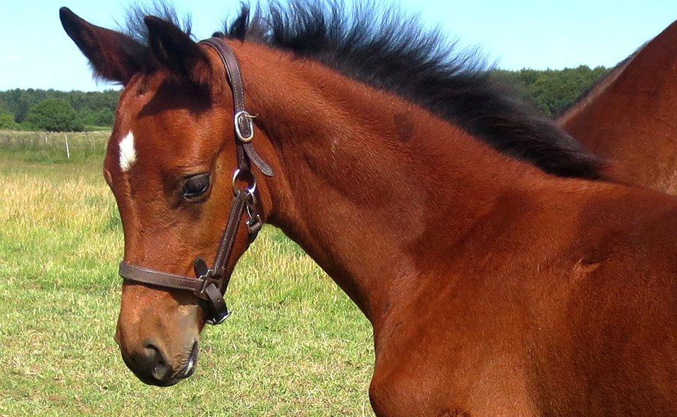 Dansk Varmblod Zascha Engel billede 1