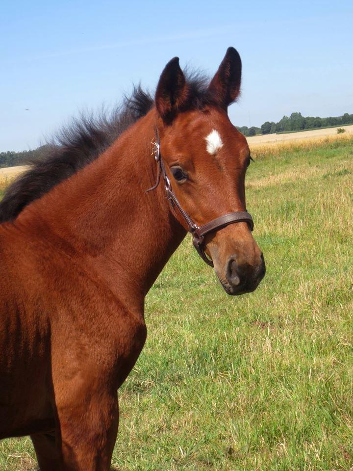 Dansk Varmblod Zascha Engel billede 2