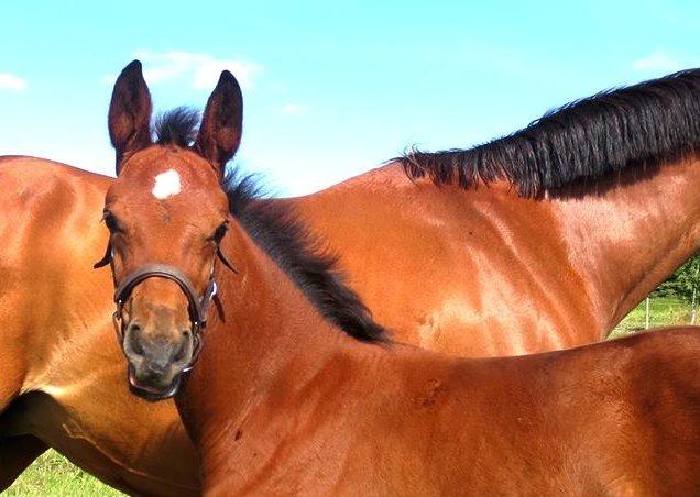 Dansk Varmblod Zascha Engel billede 6