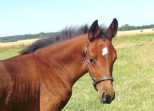 Dansk Varmblod Zascha Engel billede 7