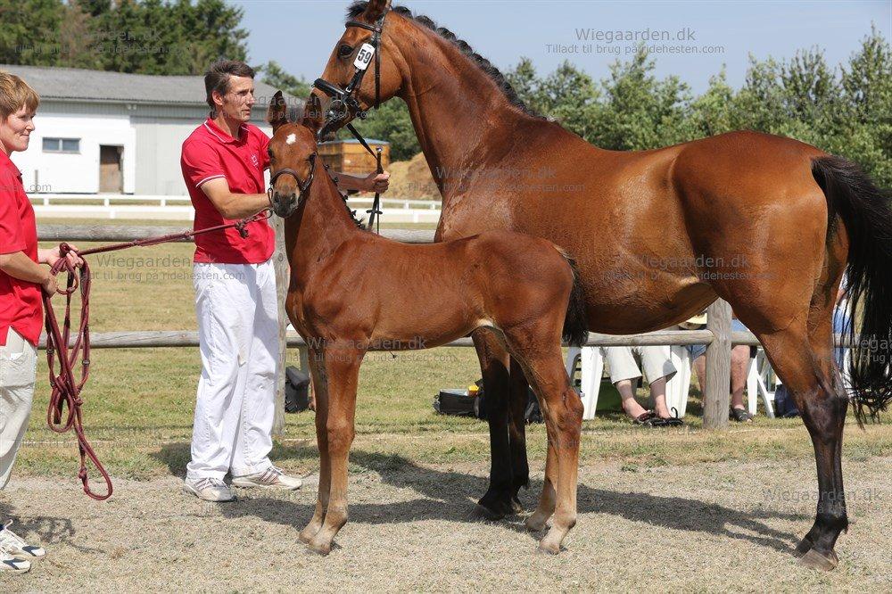 Dansk Varmblod Zascha Engel billede 8