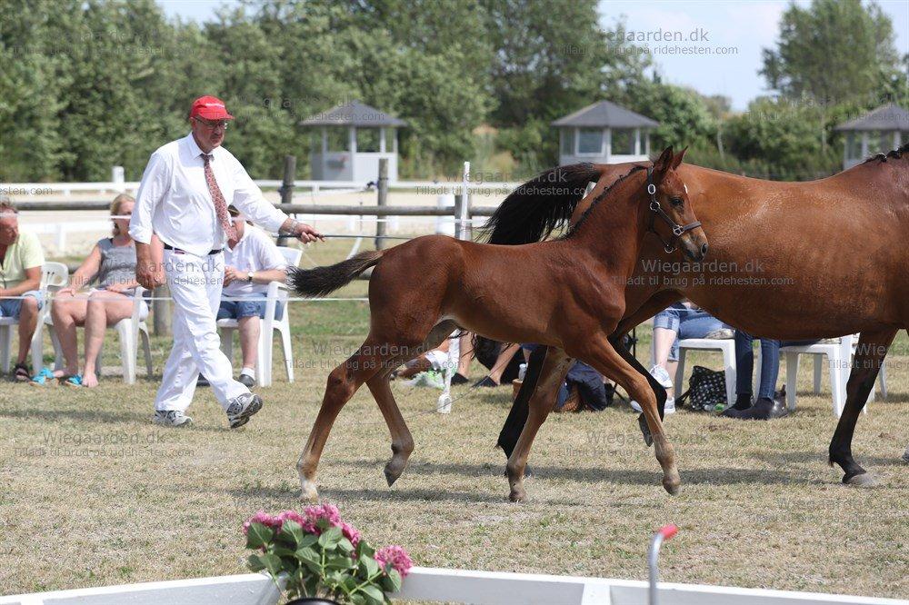 Dansk Varmblod Zascha Engel billede 9