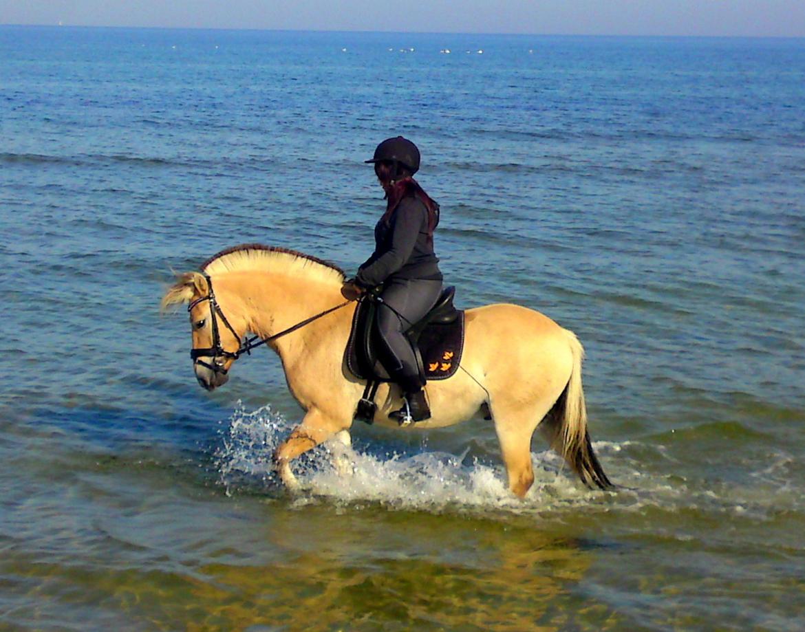 Fjordhest Samsingsgårds Champ billede 16