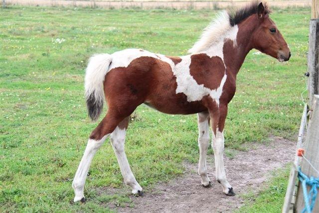 Anden særlig race Højersmindes Flicka billede 7