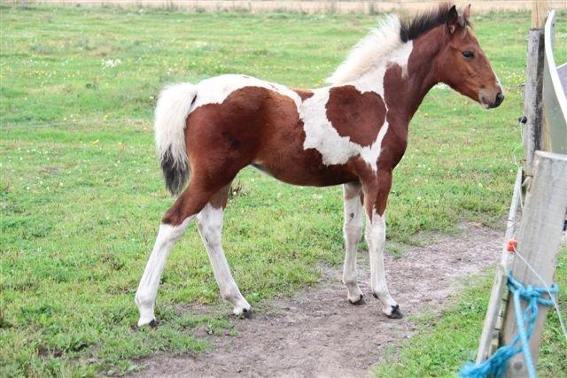 Anden særlig race Højersmindes Flicka billede 8