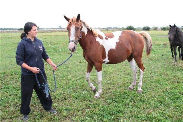 Anden særlig race Højersmindes Mitzy billede 2