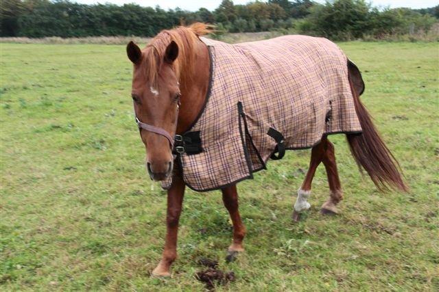 Fuldblod (XX) Jasmin billede 14