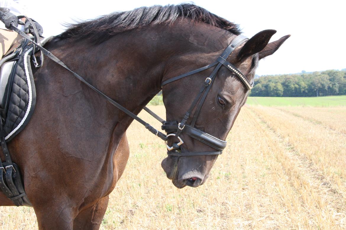 Oldenborg Faurholts Frk. Smilla billede 8