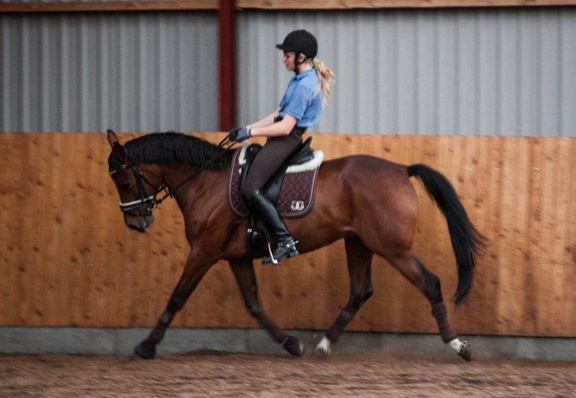 Anden særlig race Alonso - Dressurtræning hjemme :) billede 1