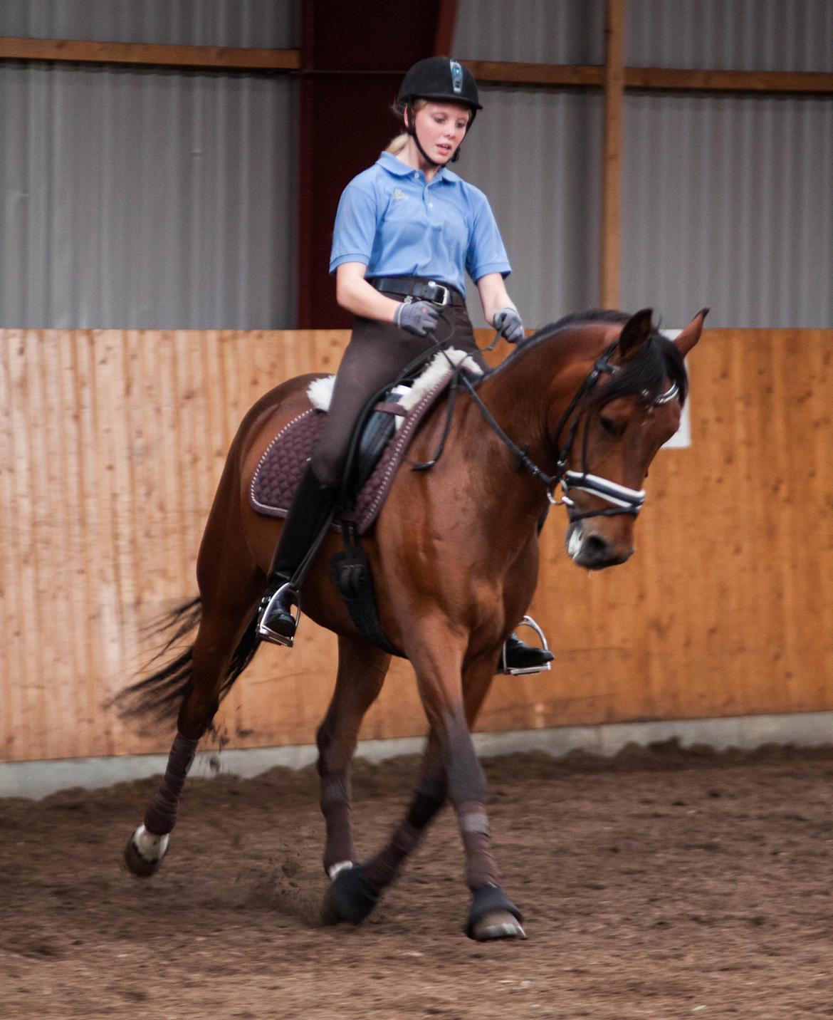 Anden særlig race Alonso billede 25