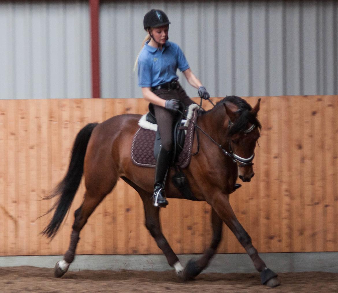 Anden særlig race Alonso billede 26
