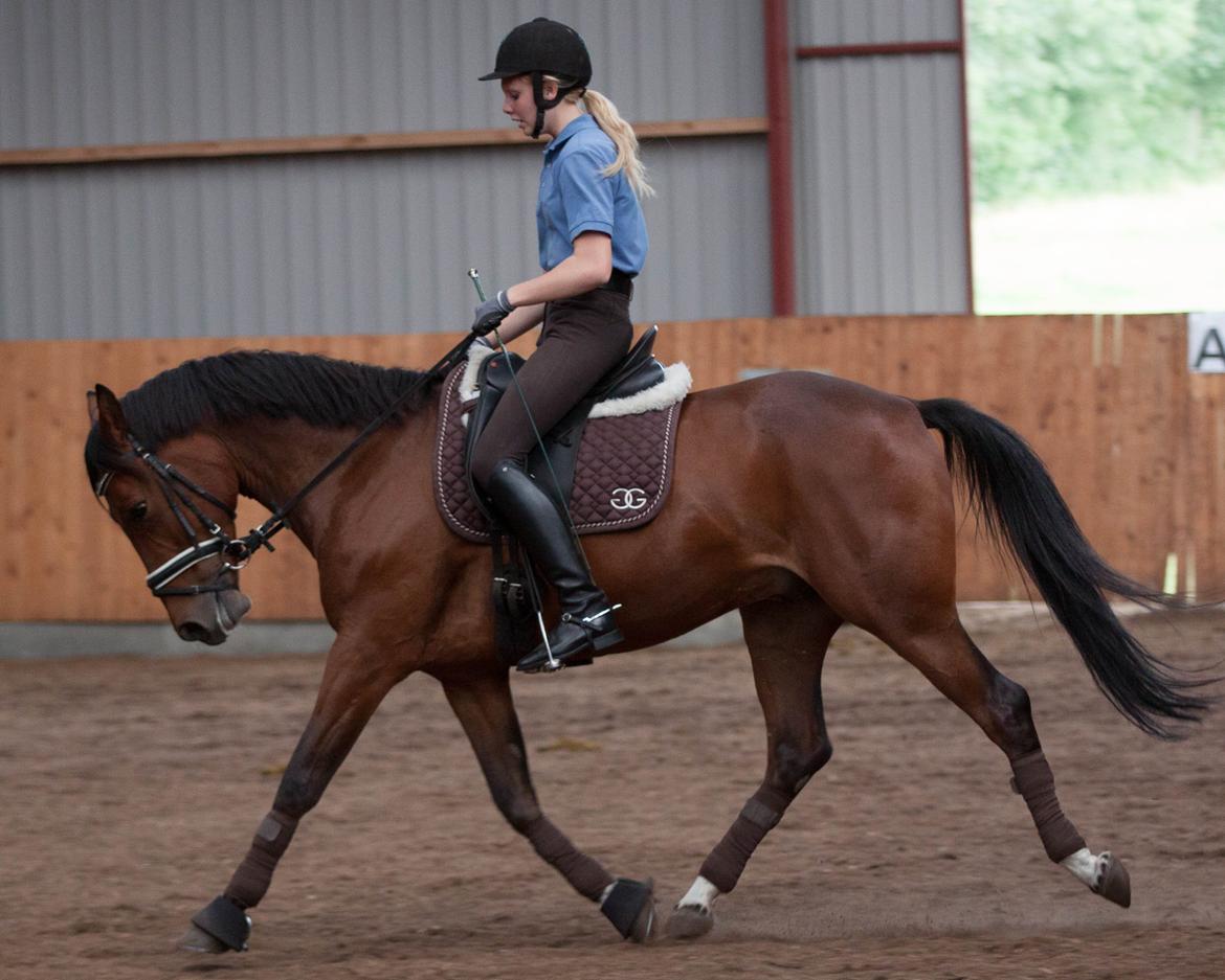 Anden særlig race Alonso billede 27