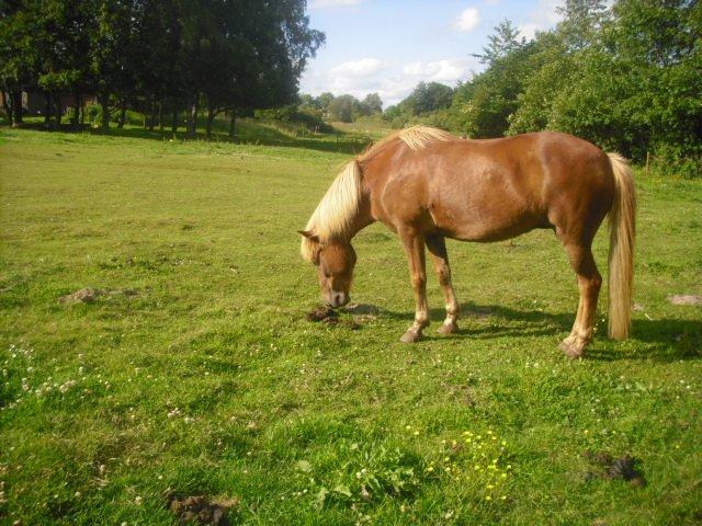 Islænder Frigg fra Thorsgaard billede 3