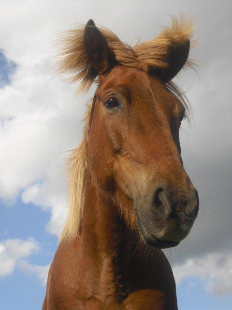 Islænder Frigg fra Thorsgaard billede 4