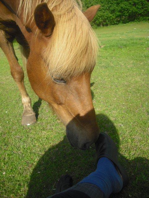 Islænder Frigg fra Thorsgaard - Sommerhygge på folden ♥ billede 5