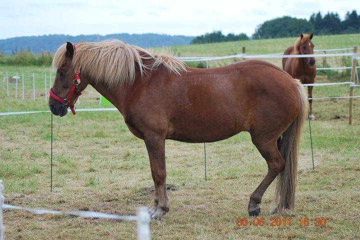 Islænder Frigg fra Thorsgaard billede 7