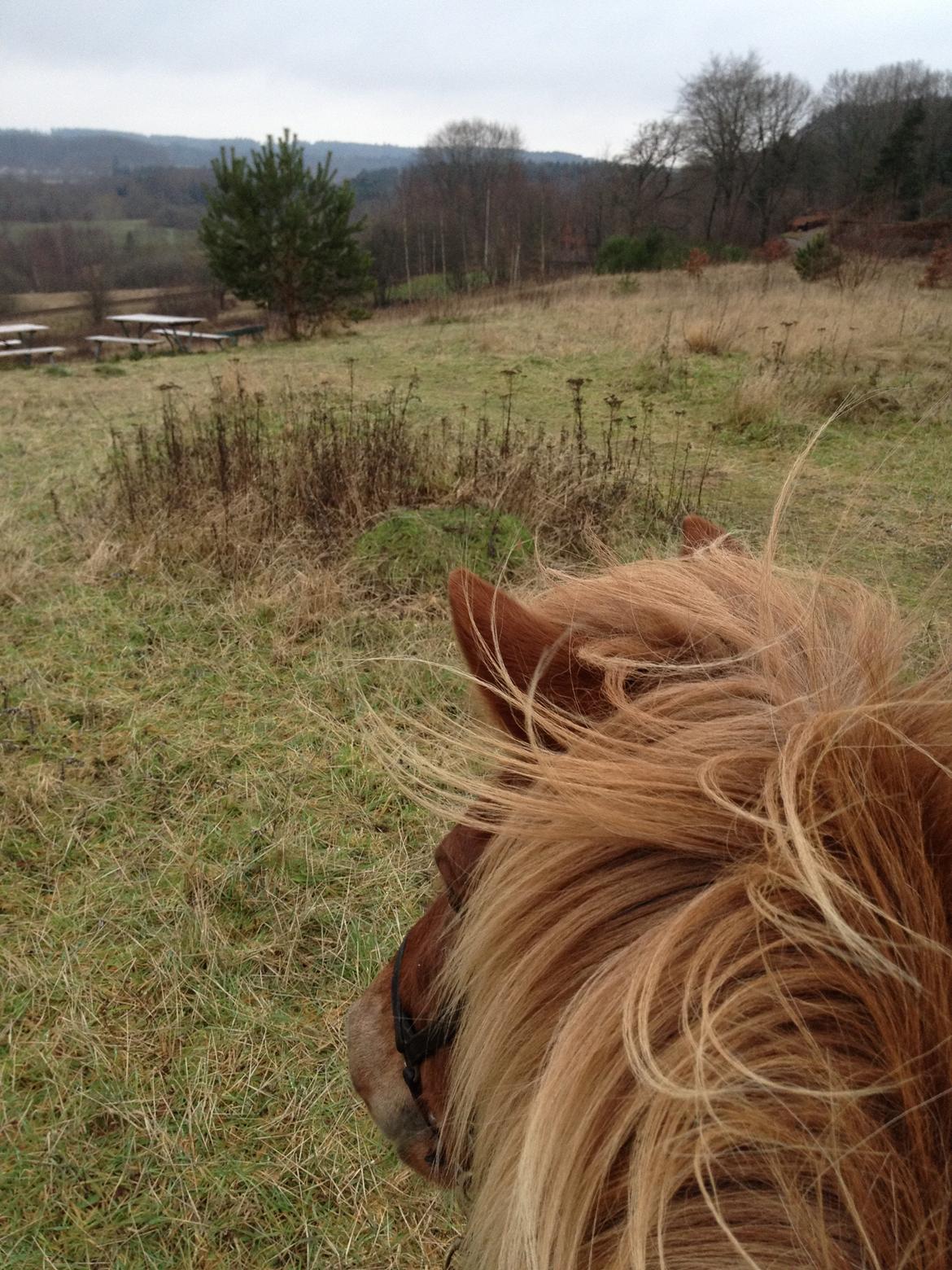 Islænder Frigg fra Thorsgaard billede 9