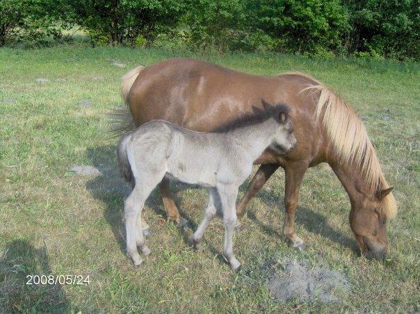 Islænder Frigg fra Thorsgaard - Frigg og Hrimfaxi fra Funderholme billede 11