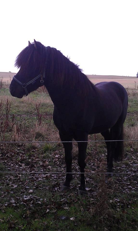 Islænder Samúel fra Tornbjerg solgt  billede 2