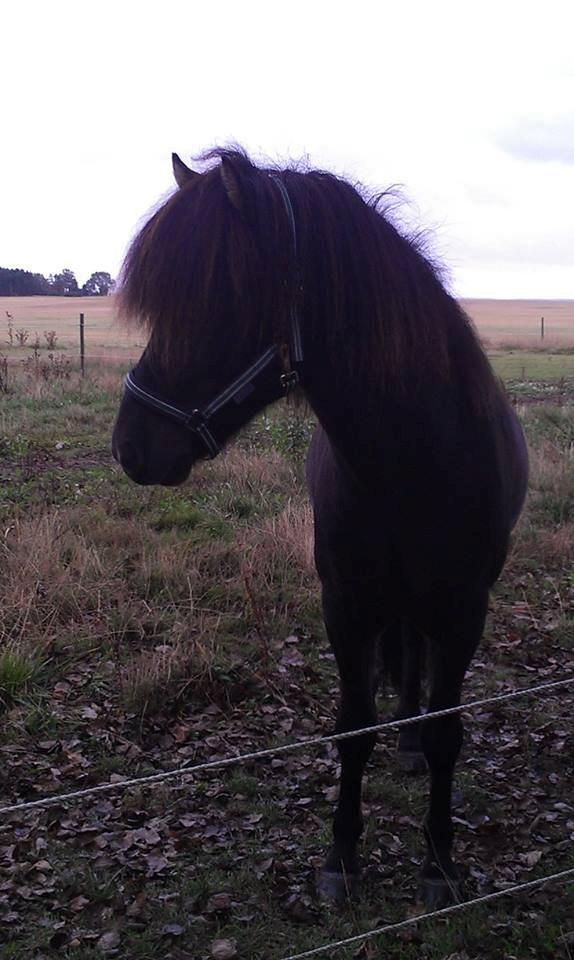 Islænder Samúel fra Tornbjerg solgt  billede 5