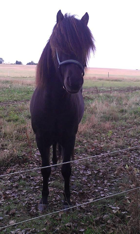 Islænder Samúel fra Tornbjerg solgt  billede 6