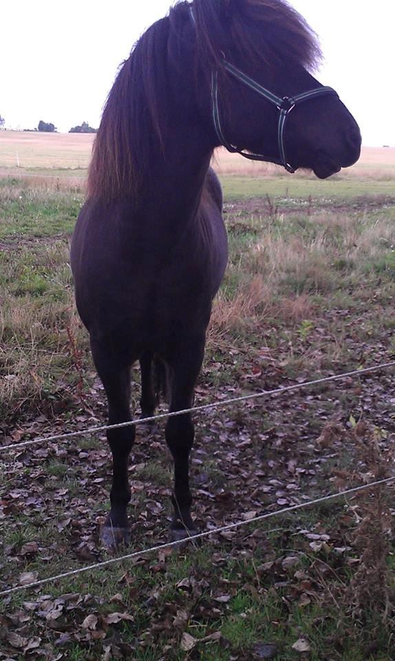 Islænder Samúel fra Tornbjerg solgt  billede 7