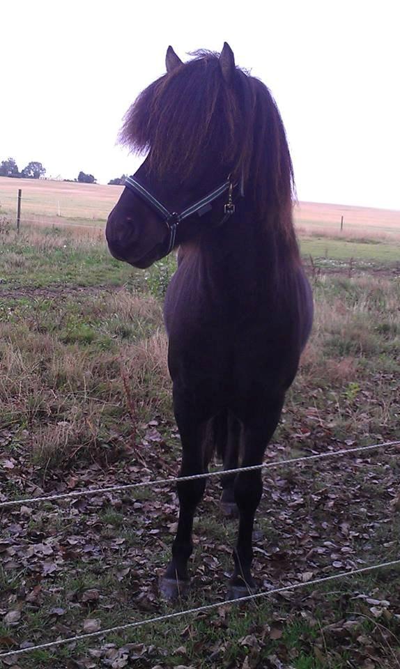 Islænder Samúel fra Tornbjerg solgt  billede 9