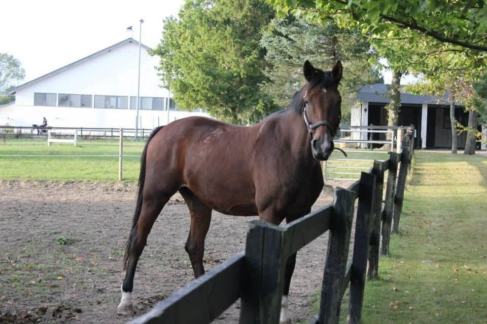 Dansk Varmblod Zamarit Engel billede 1