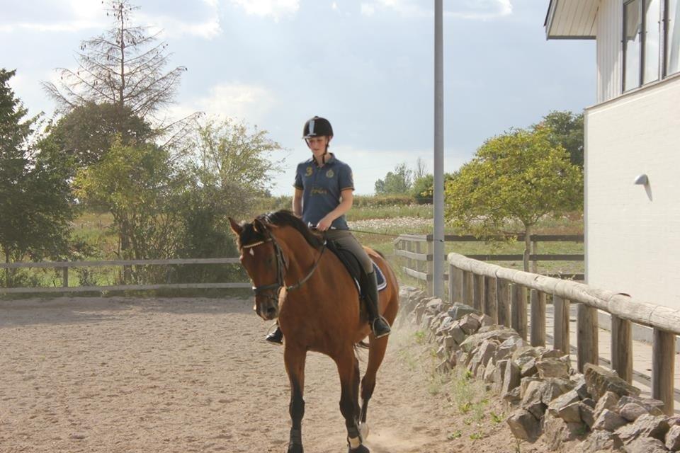 Dansk Varmblod Zamarit Engel billede 3