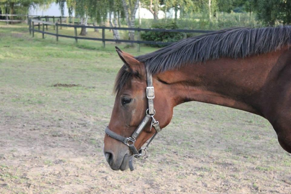 Dansk Varmblod Zamarit Engel billede 5