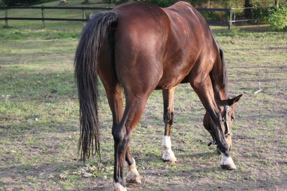 Dansk Varmblod Zamarit Engel billede 4