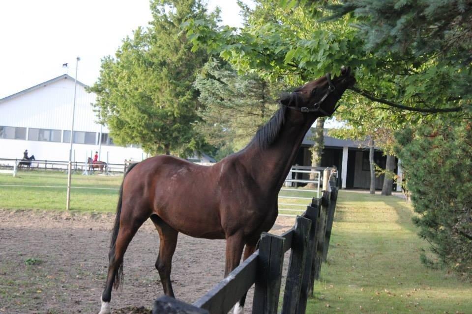 Dansk Varmblod Zamarit Engel billede 2