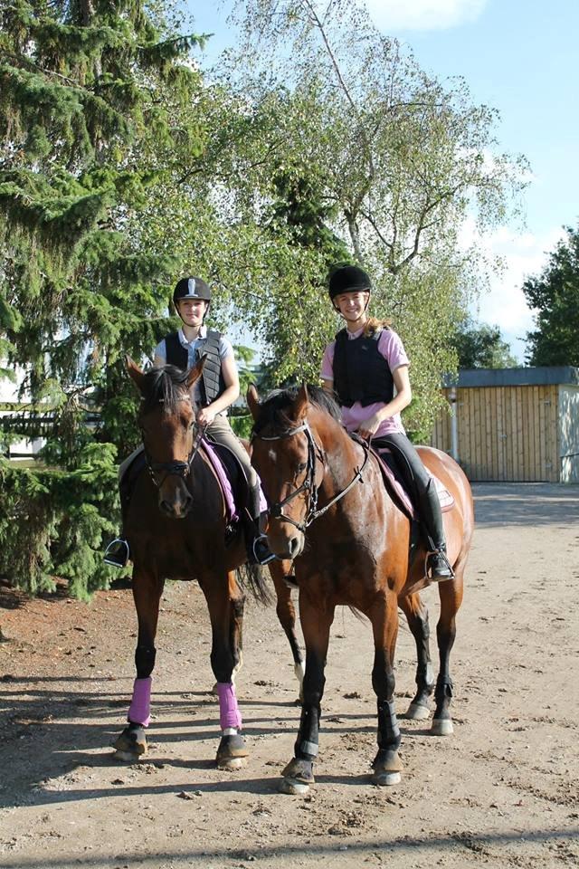 Dansk Varmblod Zamarit Engel billede 6