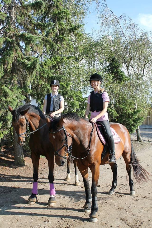 Dansk Varmblod Zamarit Engel billede 7